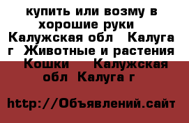 купить или возму в хорошие руки - Калужская обл., Калуга г. Животные и растения » Кошки   . Калужская обл.,Калуга г.